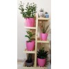 Ecopot 5 Tier Wooden Stand Holder for Plant Pots 